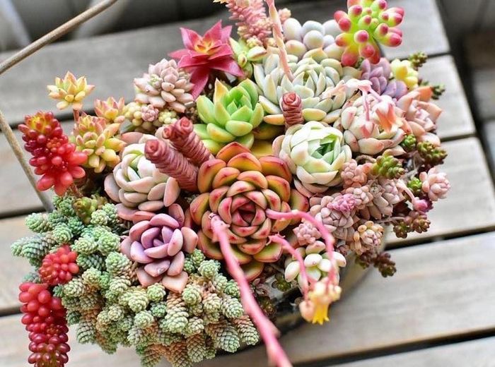 Ảnh của Sen Đá Ruby 2