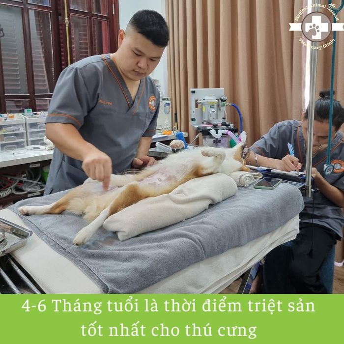 Ảnh 2 của Phòng khám Thú y M.A.I