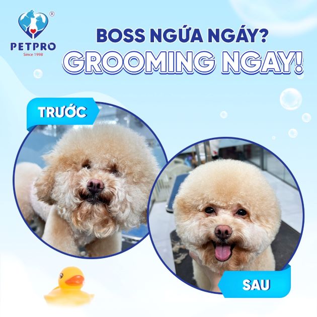 Bệnh viện Thú Y PETPRO