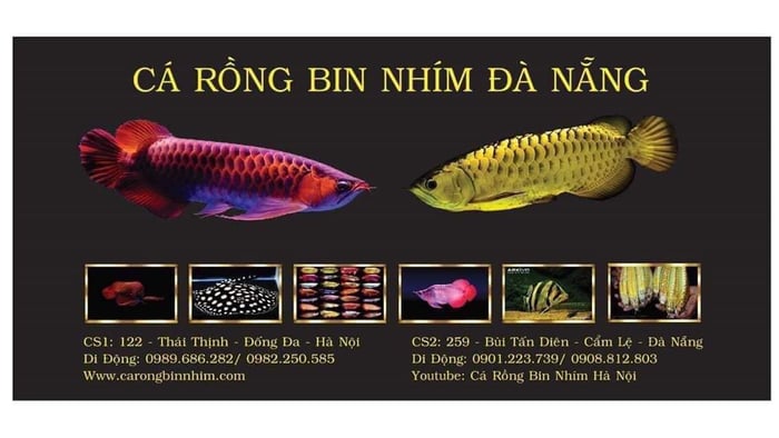 Hình ảnh Cá Rồng Bin Nhím 1