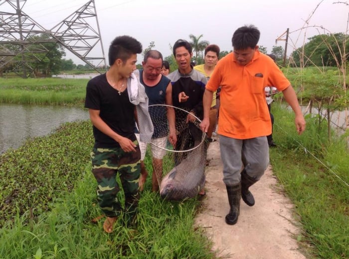 Hồ câu Tứ Hải hình 1