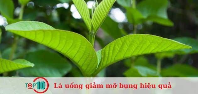 6 loại lá giúp giảm mỡ bụng an toàn và hiệu quả ngay tại nhà