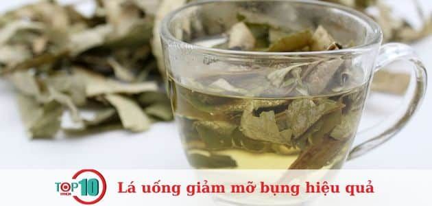 lá sen uống giảm mỡ bụng