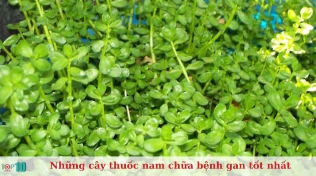 Rau đắng đất