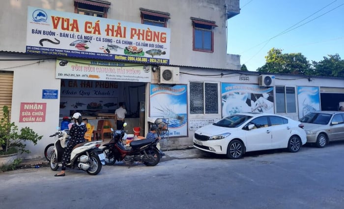 Vua Cá Hải Phòng - Hình 1