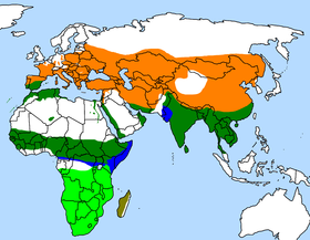 Phân bố của các loài Upupa: Lục nhạt = Upupa africana (đầu rìu châu Phi). Lục sẫm, cam, lam = Upupa epops (đầu rìu Á Âu). Nâu = Upupa marginata (đầu rìu Madagascar).