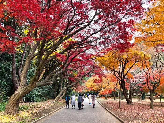 Nhóm du khách thư giãn dưới tán lá mùa thu, lá đỏ momiji (cây phong) tại Công viên Shinjuku Gyoen.