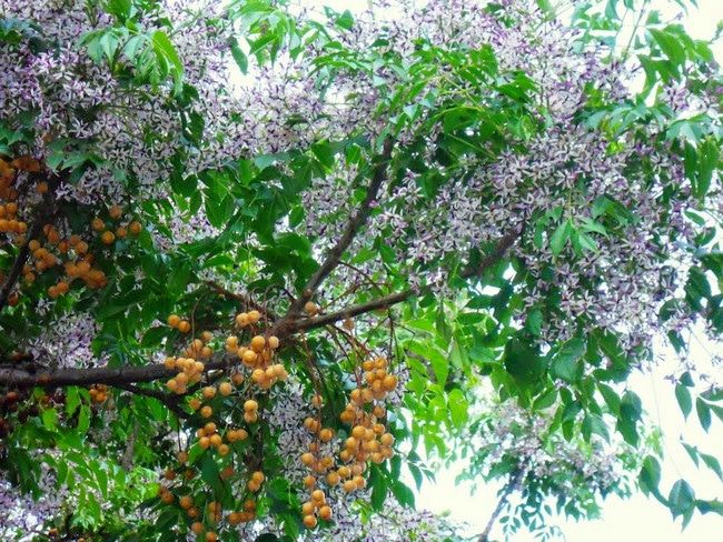 Hoa sầu đâu
