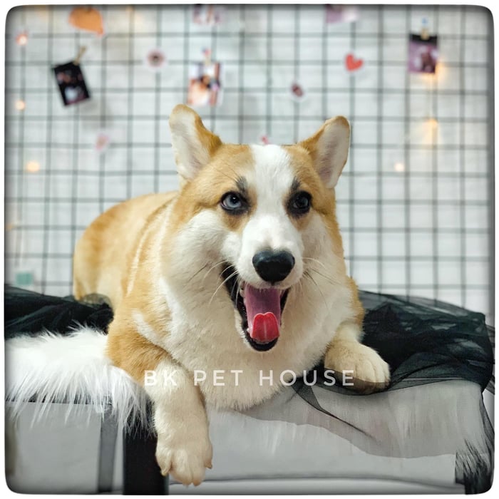 Hình ảnh BK Pet House 2