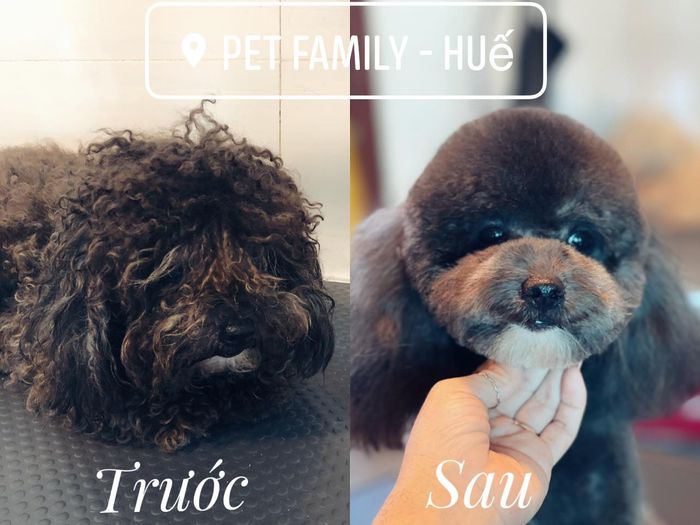 Pet Family Huế - Hình ảnh 2