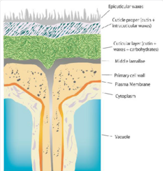 Các lớp biểu bì khác nhau trong cấu trúc lá