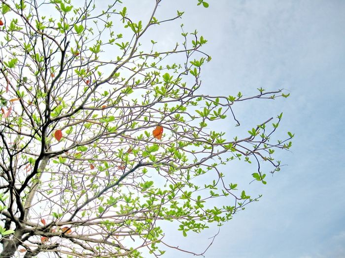 Vào mùa đông, cây bàng trở nên trụi lá, cành khẳng khiu, nhưng ẩn sâu bên trong những cành đó là những chồi non đang âm thầm chờ thời để vươn lên.