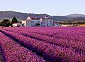 Tại Provence, miền đông nam nước Pháp