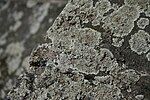 Lecanora cf. muralis mọc trên một bờ kênh Bega ở Timișoara