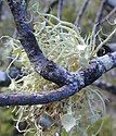 Usnea australis phát triển trên cành cây