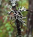 Hypogymnia cf. tubulosa kết hợp với Bryoria sp. và Tuckermannopsis sp. tại vùng núi Canada