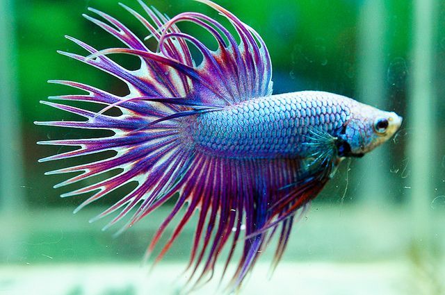 Đuôi của cá betta Crown tail rất đặc biệt với các vây nhọn, xem ảnh 1