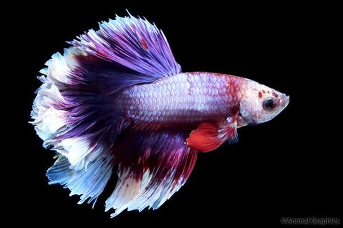 Rosetail betta là một loại haftmoon với đuôi lớn hơn, như hình ảnh dưới đây.