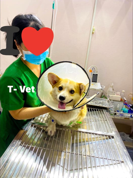 Hình ảnh Trung Tâm Thú Cưng T.VET Clinic 1