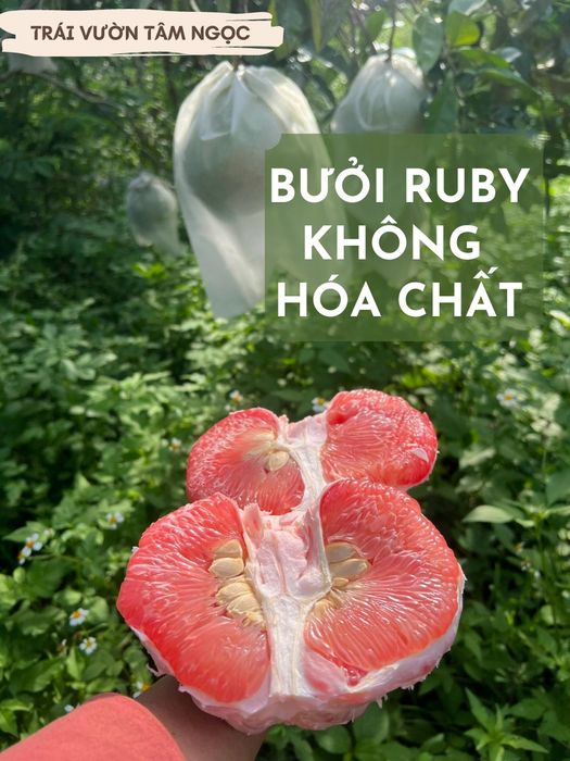 Hình ảnh Ngọc Châu Fruit 1