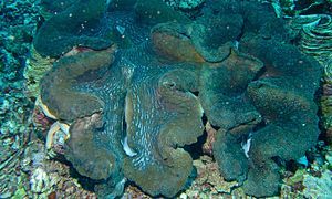 Sò khổng lồ tại đảo Bunaken, Sulawesi, Indonesia