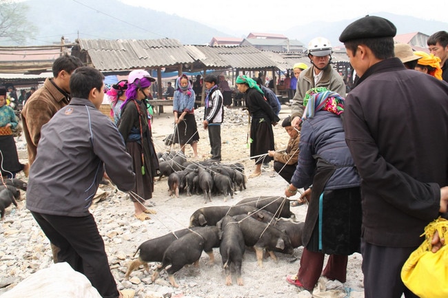 Lợn cắp nách