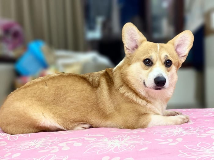 Furicious Corgi Kennel - Hình ảnh 1