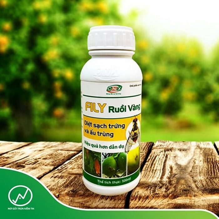 Hình ảnh 1 của FILY RUỒI VÀNG