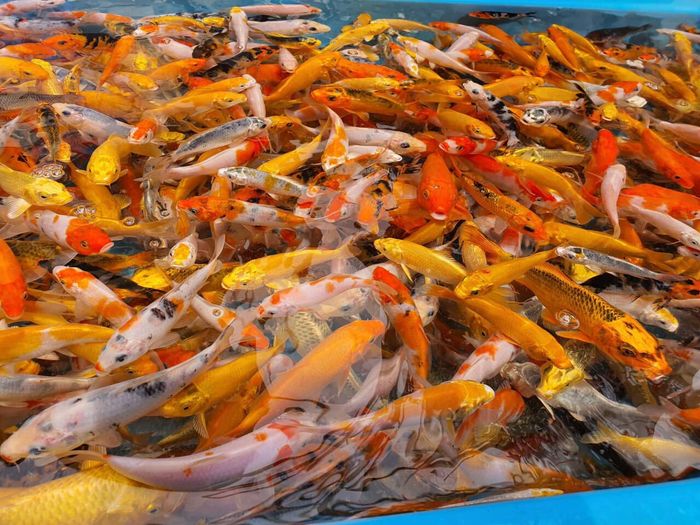 Hình ảnh 1 của As Koi Farm