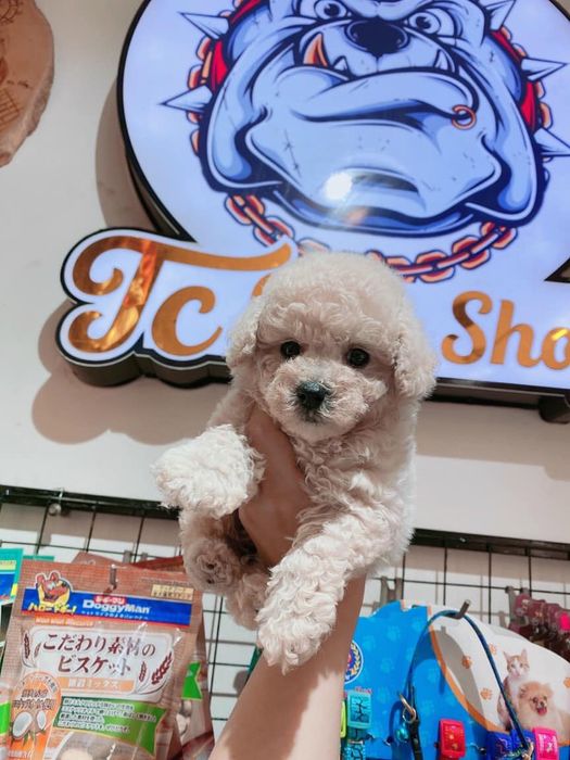 Hình ảnh 1 của TiBi Dog Shop