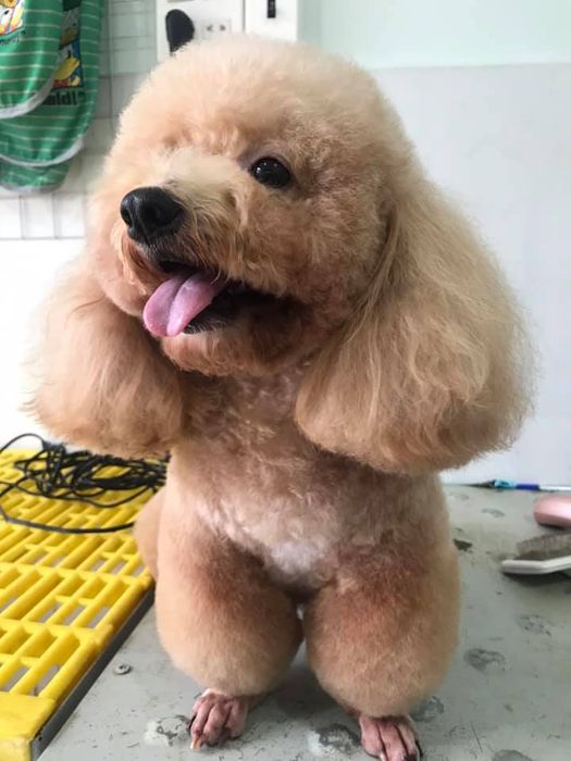 Hình ảnh 2 của Sammy Pet Grooming