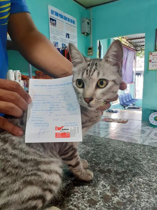 Hình ảnh Phòng Khám Thú Y Hội An Trinh Nguyễn - Hoi An Vet Clinic 2