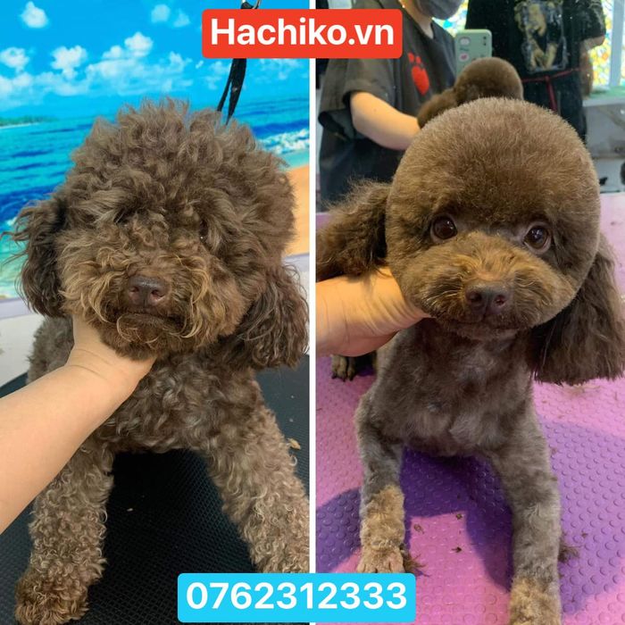 Tiệm thú cưng Hachiko hình 3