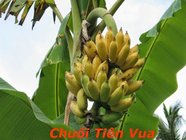 Chuối ngự - Ảnh 1