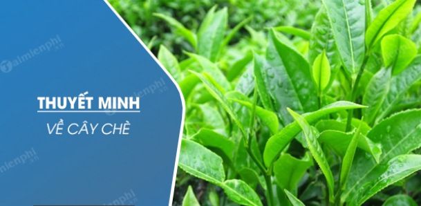 Hình minh họa (Nguồn internet) - Hình 1