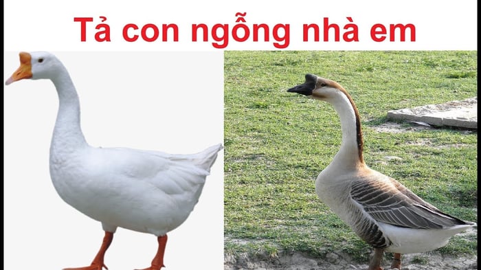 Hình ảnh minh họa (Nguồn từ internet) ảnh số 1