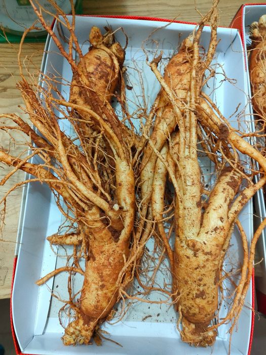 Cửa hàng Nhân sâm Hàn Quốc 127 – Hình ảnh 2