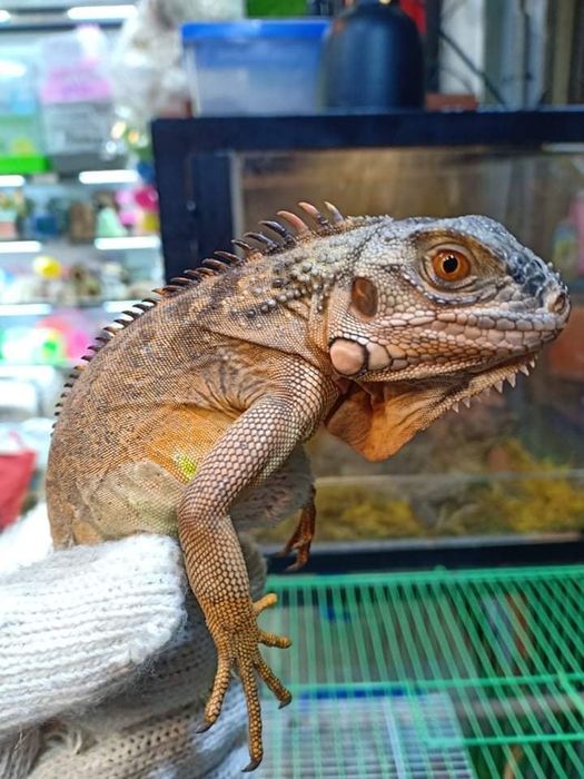 Hình ảnh Hamster Mặp 2