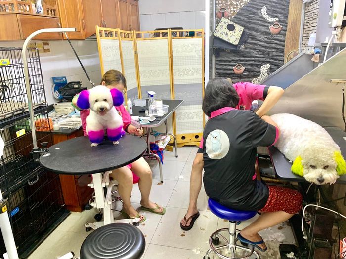 Hình ảnh Oscar Pet 2