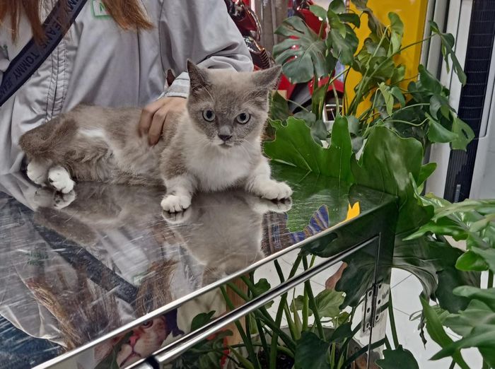 Hình 1 của Rin Rin PetCare