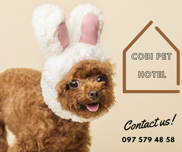 Cửa hàng thú cưng Cobi - Hình 1