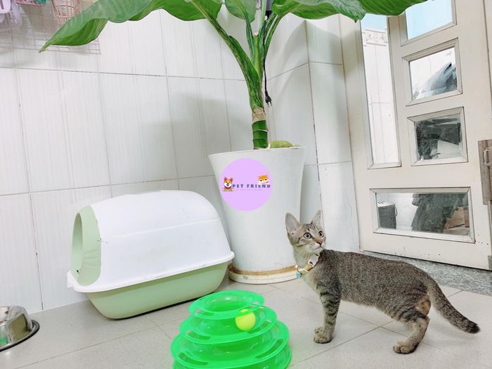 Hình 2 của Khách Sạn Thú Cưng Pet Friend