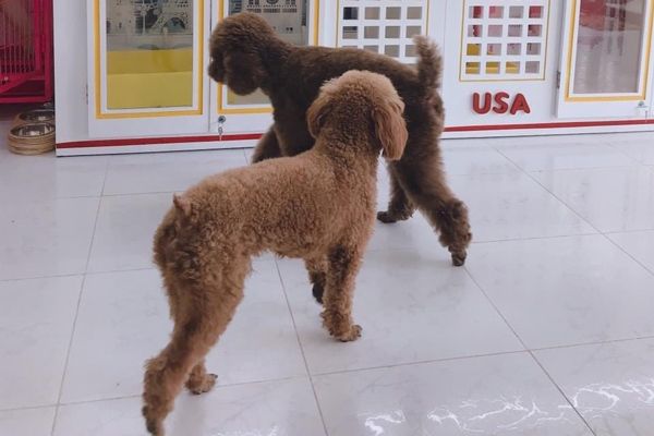 IU Pets - Hình 2