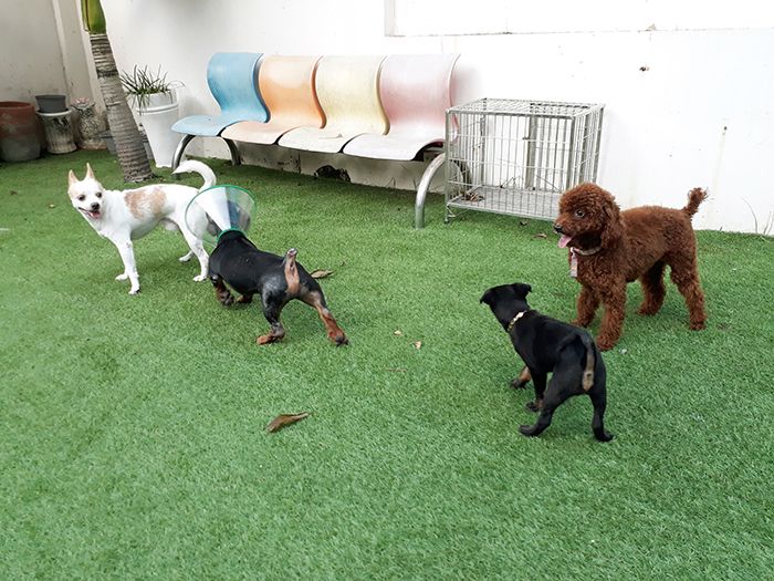 Bệnh viện Thú Y Petcare hình ảnh 2