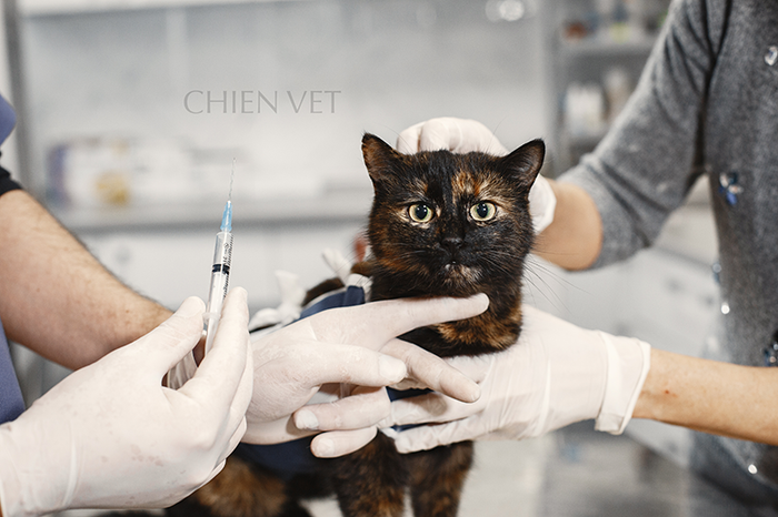 Phòng khám thú y Chien Vet Clinic ảnh 1