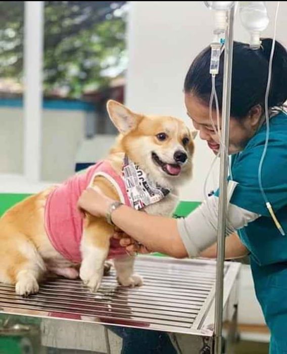 Ảnh 1 của Bệnh viện thú y Win Pet Huế