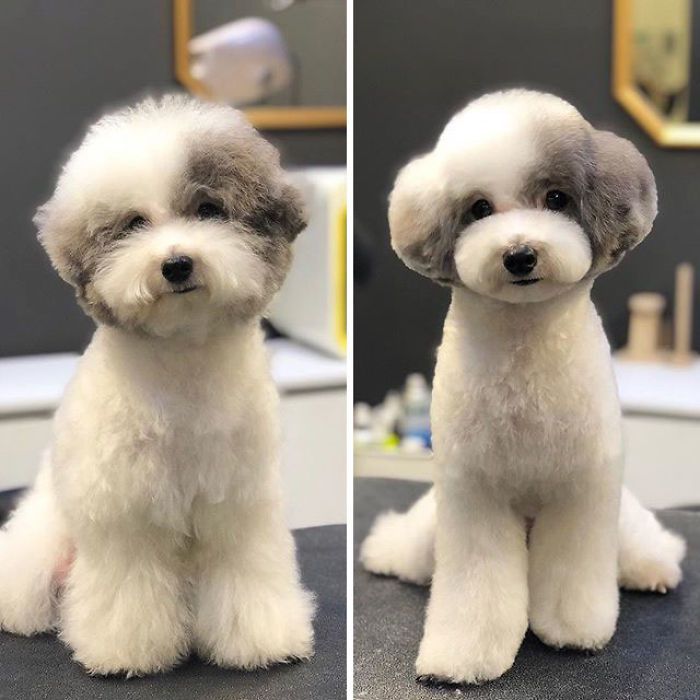 Bệnh Viện Thú Y Hàn Quốc Dr.Pet hình 2