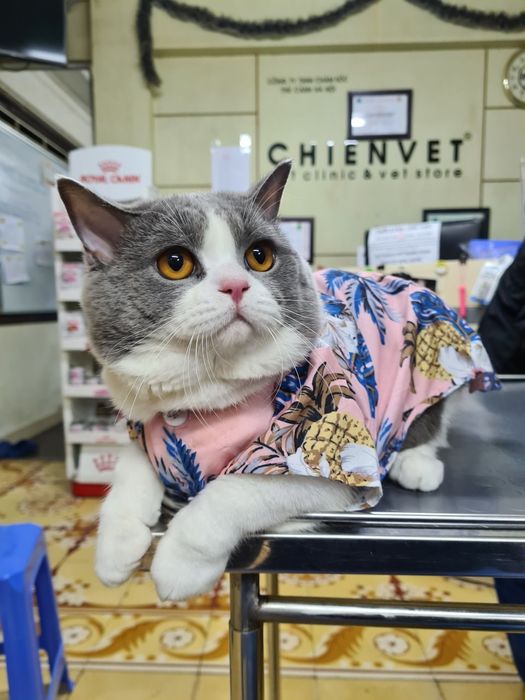 Phòng khám thú y Chien Vet Clinic ảnh 2