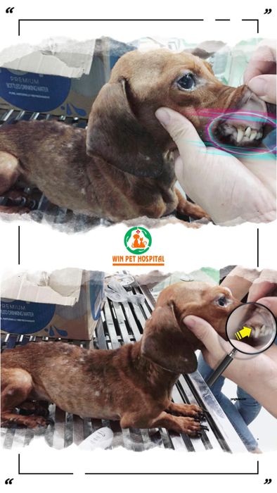 Hình ảnh 3 của Bệnh viện thú y Win Pet Huế