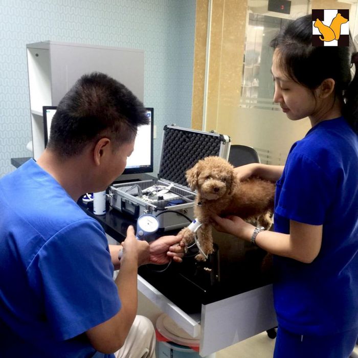 Bệnh Viện Thú Y Hàn Quốc Dr.Pet hình 1